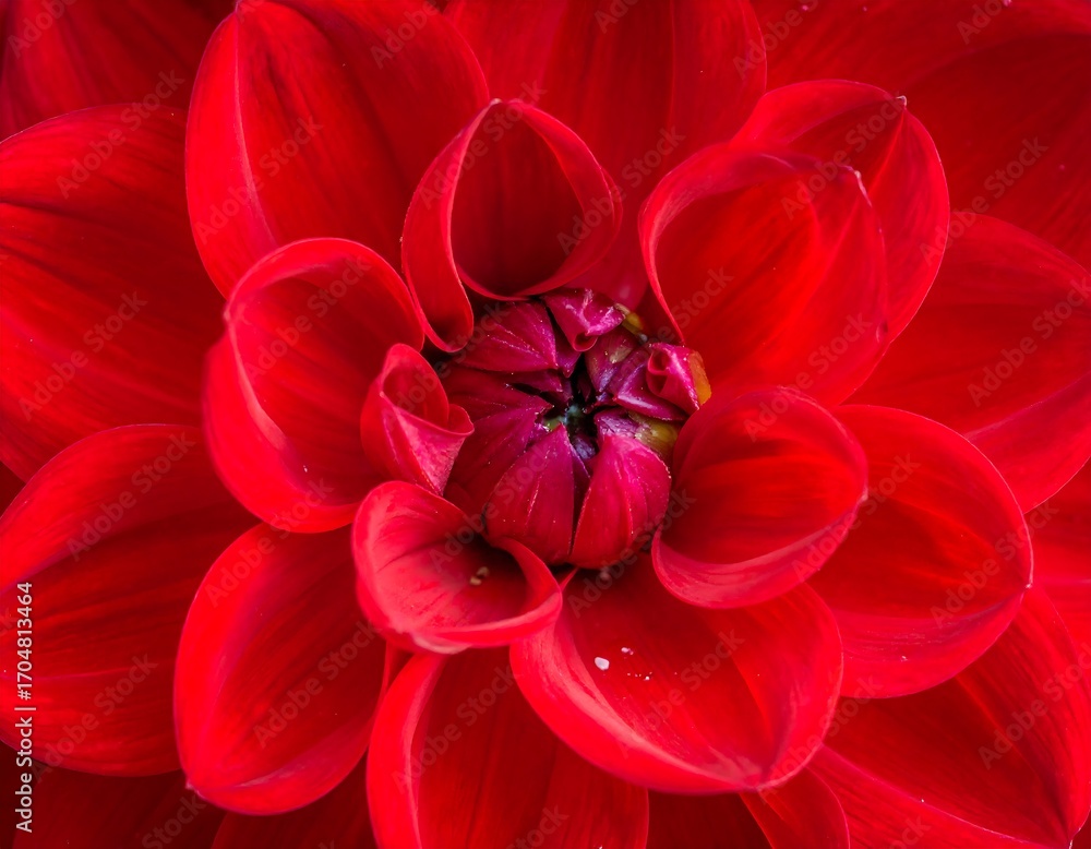 Close-up of vibrant red dahlia Close-up of vibrant red dahlia