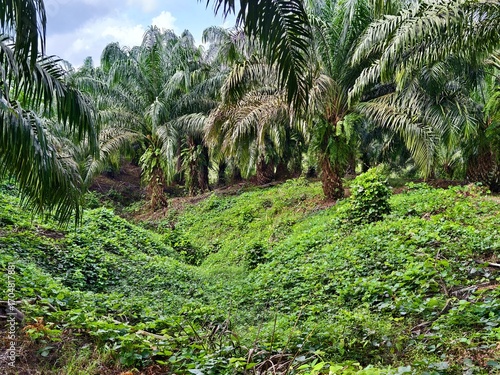 Mucuna bracteata plants around oil palm trees