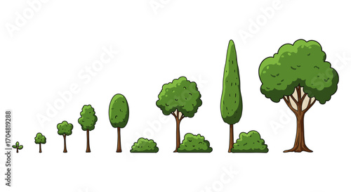 tree growth stages illustration showing development from sapling to full tree with bushes useful for ecology infographics and gardening guides