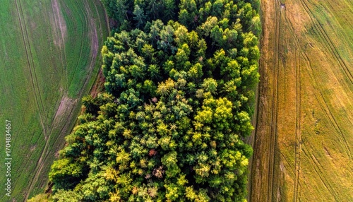 Aerial View of Lush Green Forest Bordered by Fields in Contrasting Colors Creating Natural Abstract Textures at Golden Hour