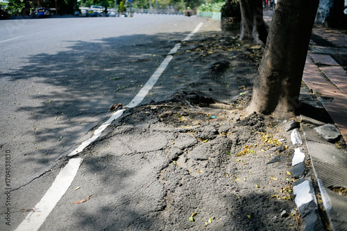 tree root structure damages asphalt road