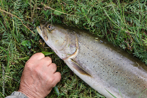 Impressive size of taimen (Hucho taimen) catch shown next to hand