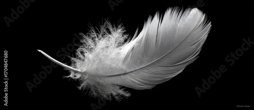 White feather against black background