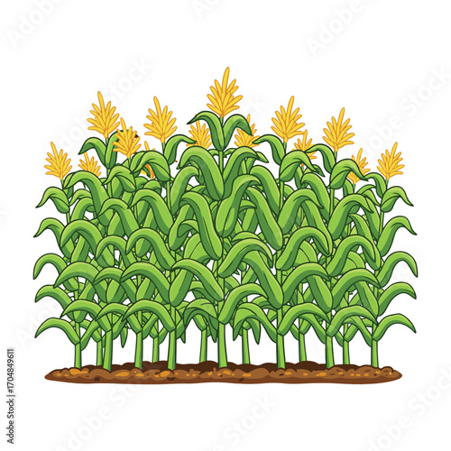 A lush and healthy cornfield with tall green stalks and yellow cobs, representing agriculture and a bountiful harvest. vector illustration