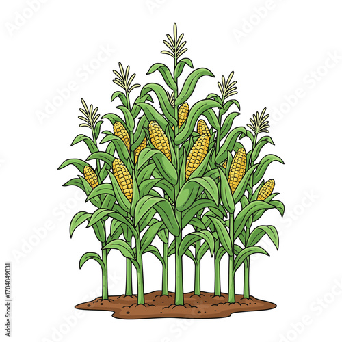 A detailed illustration of mature corn plants with green stalks, leaves, and visible cobs, ready for the harvest season. vector illustration