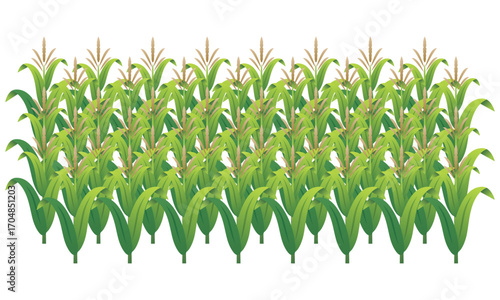 A dense and lush illustration of a cornfield with multiple rows of tall green corn stalks ready for the harvest season. vector illustration