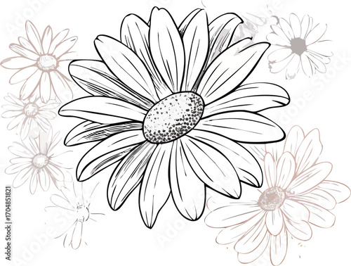 Delicate line art chamomile flowers with subtle blush and white tones daisy floral