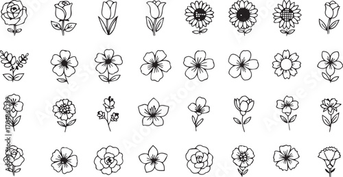 Delicate floral elements for elegant designs offering a touch of nature, perfect for wedding invitations and minimalist branding, originally vector graphics