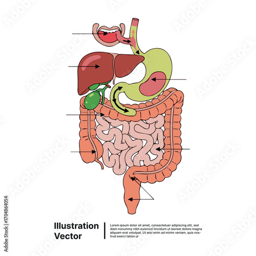 An Illustrated Guide to the Human Digestive System Structure, Functions, and Processes