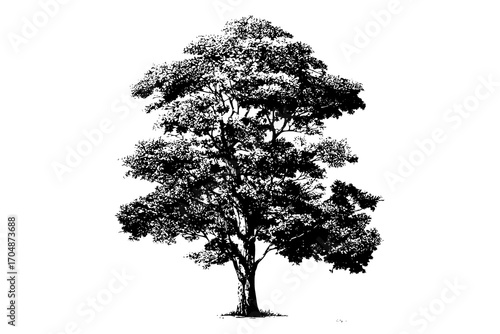 a large tree with detailed branches and leaves, depicted in black and whiteblack, oak tree, stand, tree, white 