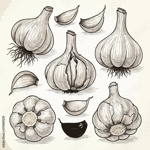 Hand drawn Garlic Cloves and Bulbs Vector Illustration