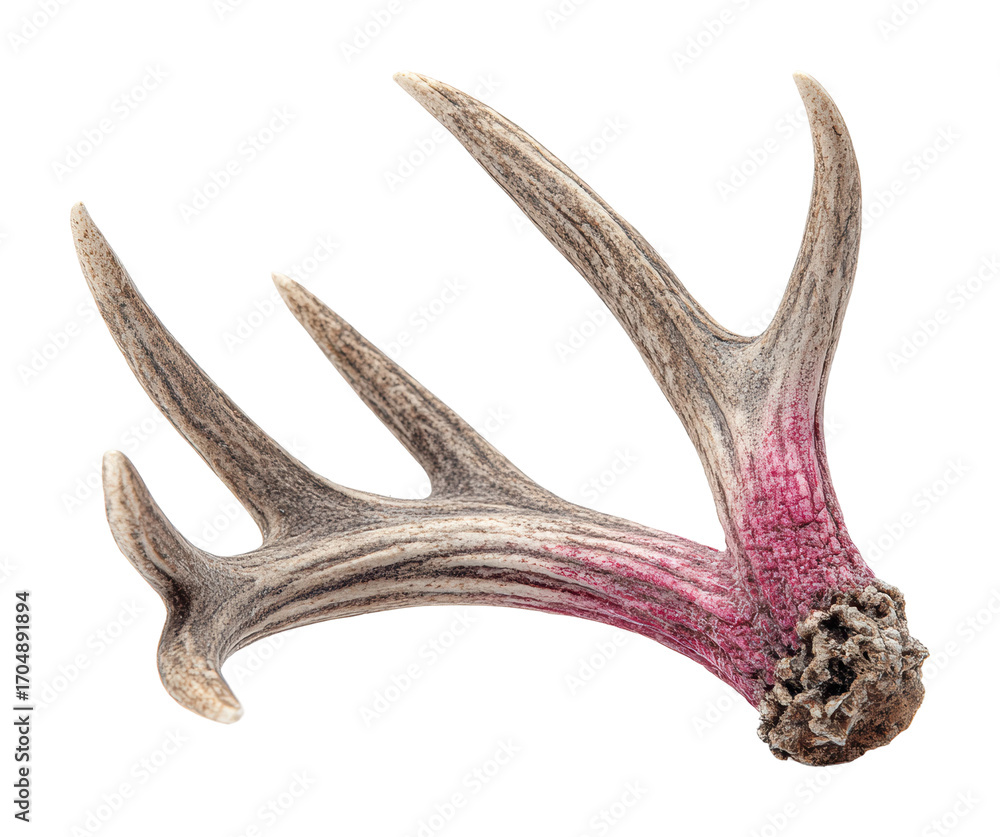 Obraz premium Unique antlers with pink hue nature isolated on transparent background