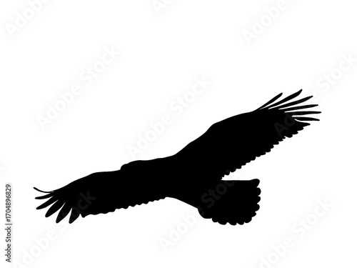  Black eagle