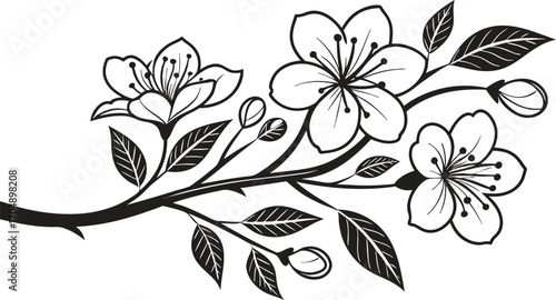 Delicate hand drawn sketch of cherry blossom branches with buds and leaves artistic botanical floral design element