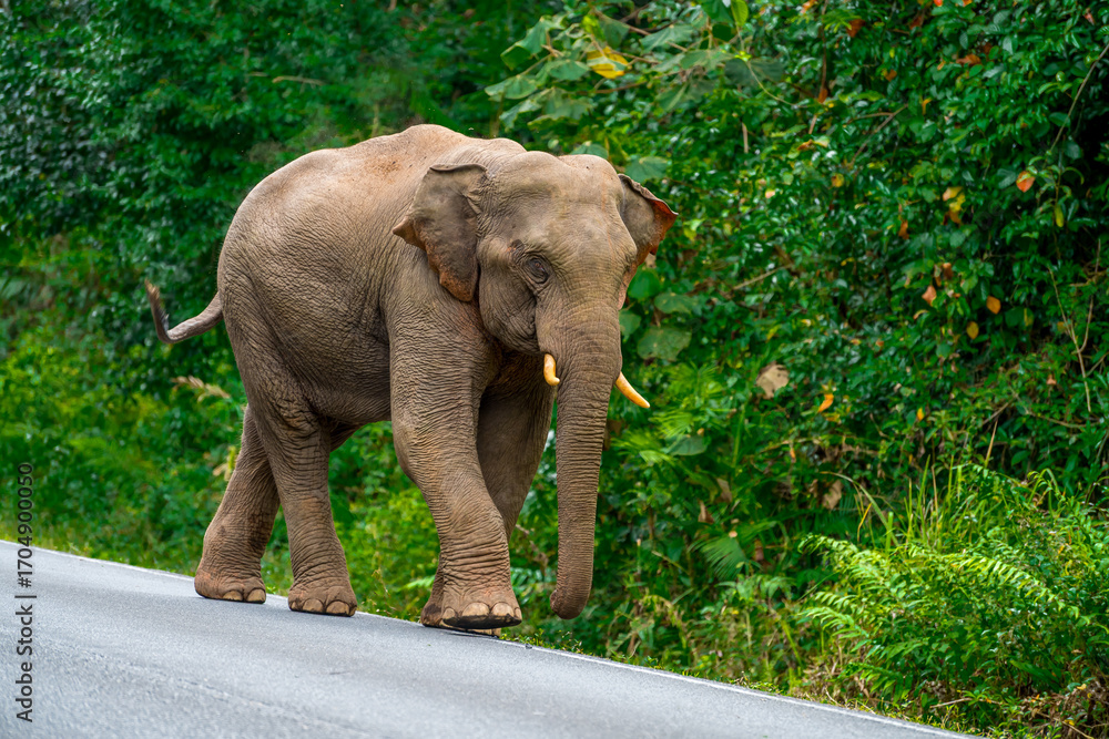 Obraz premium Its body is gray, its snout is called the trunk. The trunk of the Asian elephant has only one beak. Nakhon Ratchasima, Thailand.