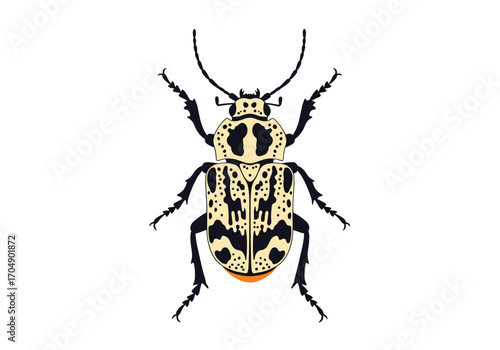 Learn about the fascinating spotted cucumber beetle its life cycle and impact.