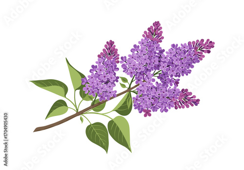 Beautiful purple lilac flowers with green leaves on a white background.