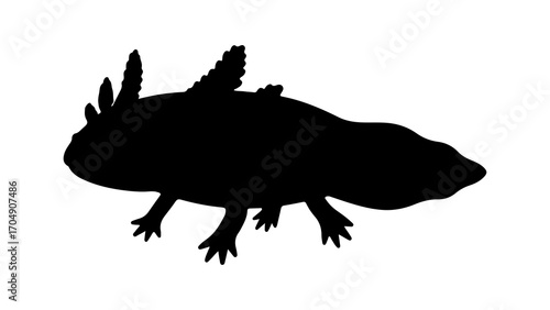 Axolotl silhouette with transparent background