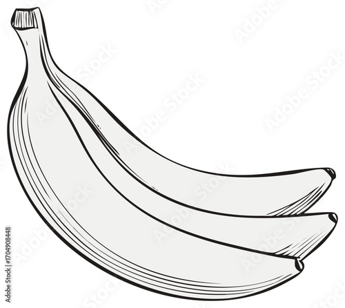 Hand drawn outline of a bunch of bananas healthy tropical fruit illustration