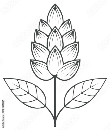 Floral illustration of hops plant with leaves. Botanical art for graphic design.