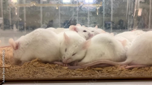 Laboratory mice in a transparent cage