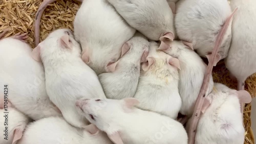 white mice in a cage for laboratory research