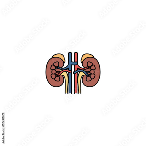Human kidneys anatomy illustration, a flat icon design of the renal system with artery and vein for urology and nephrology concepts