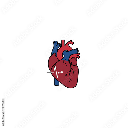 Anatomical human heart illustration with an electrocardiogram pulse line, a symbol of cardiology, health, and life