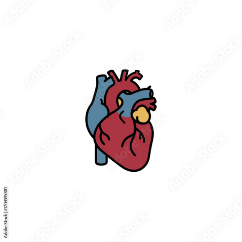 Colorful illustration of a human heart organ, a simple anatomical medical icon for cardiology, health, and science education concepts