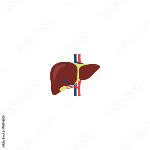 Anatomical illustration of the human liver with portal vein and hepatic artery, isolated on a white background for healthcare concepts