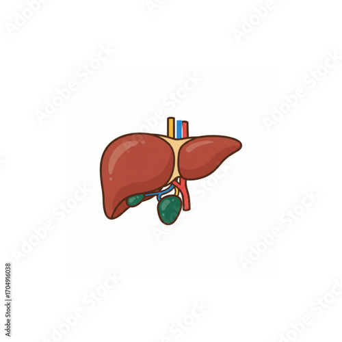Detailed cartoon illustration of the human liver organ. Anatomical vector graphic showing the gallbladder and blood vessels for medical education
