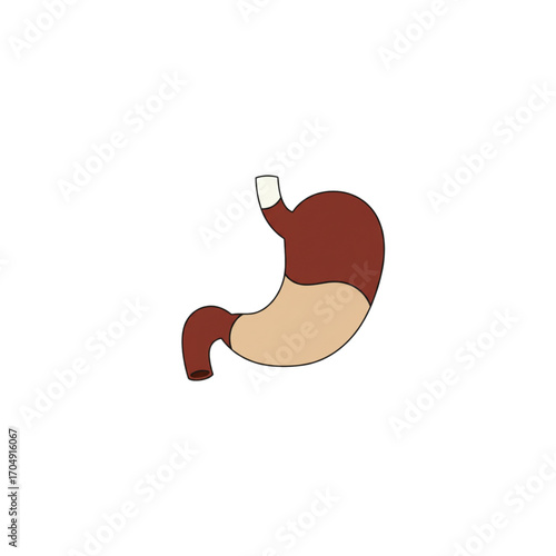 A clean vector illustration of the human stomach, an internal organ of the digestive system for anatomy and biology concepts, isolated on a white background