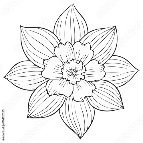 Elegant Narcissus Flower Outline Illustration: Floral Art for Coloring Books and Spring Designs