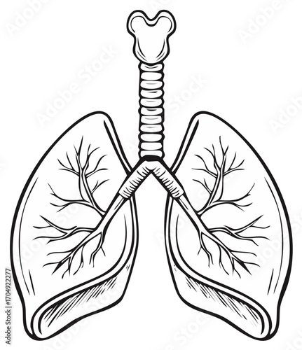 Human Lungs and Trachea Anatomy Illustration, Respiratory System Diagram