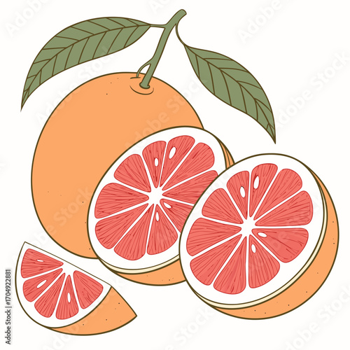 Illustration of a whole grapefruit with two halves and a slice