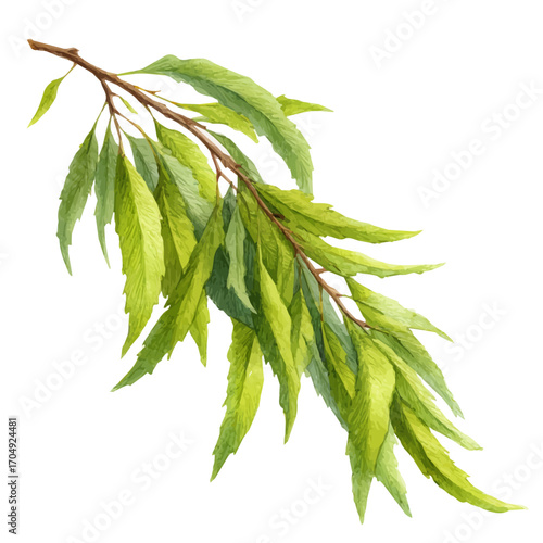 Willow Bark, watercolor clipart vector, isolated on a white background.