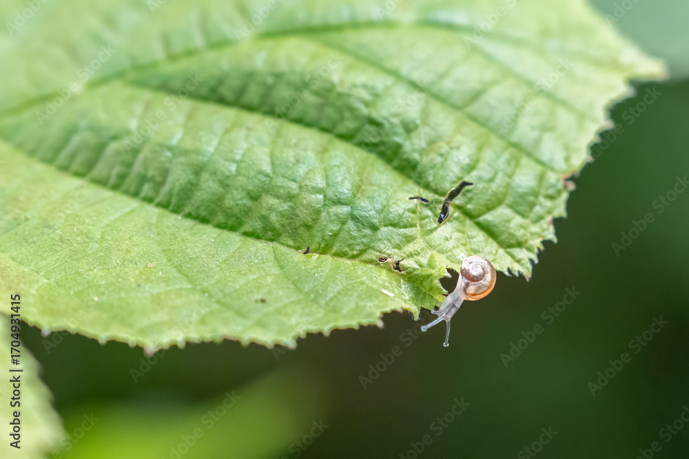 Obraz premium eine kleine Schnecke auf einem grünen Blatt