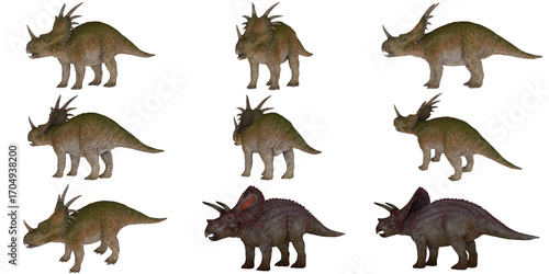Various ceratopsid dinosaurs in different poses