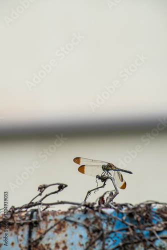 秋の気配　とんぼ