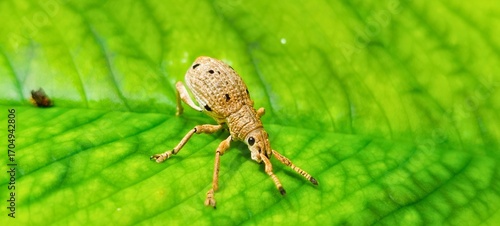 A detailed macro shot of a small brown weevil, a type of beetle from the Curculionidae family, resting on the surface of a vibrant, textured green leaf. The image captures the intricate details 