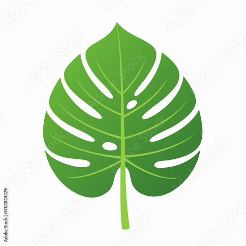 Stylized illustration of a single green Monstera deliciosa leaf, a popular tropical foliage icon, isolated on a white background for botanical design