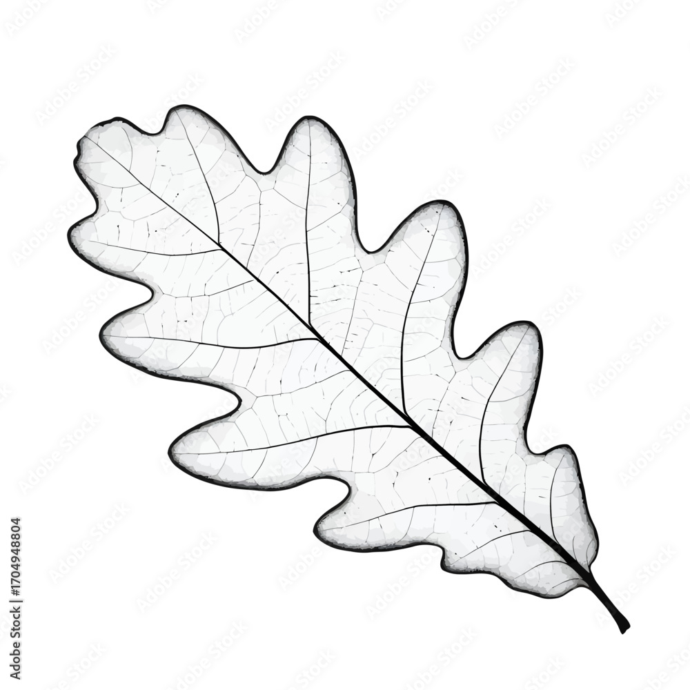 Fototapeta premium Translucent Oak Leaf Skeleton Nature s Delicate Beauty