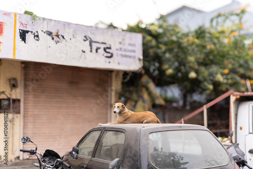 Photography Stray Dog Resting on Car Roof in Front of Closed Shops in Jaipur, India