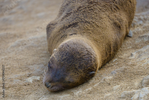 Sea Lion Pup  at La Jolla Cove in San Diego