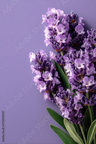 Lavender sprigs against a muted purple background