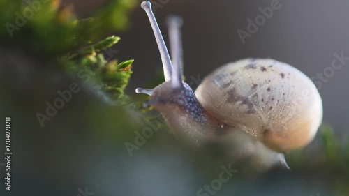 Close-up cinematic footage of a snail slowly climbing up a moss-covered tree trunk in a damp forest environment