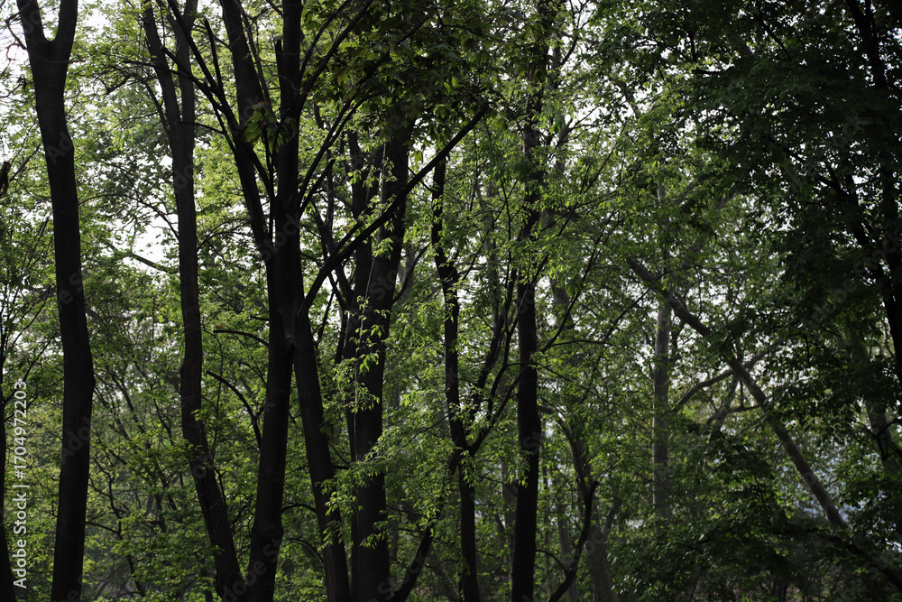Fototapeta premium Green Trees