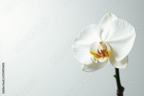 Delicate white orchid blossom on pure white backdrop, bloom, nature