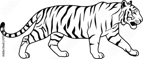 Majestic Tiger Walking Gracefully Through Lush Green Jungle With Fierce Gaze	