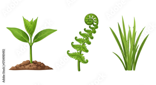 Three distinct green plants a seedling a fern and grass growing from the ground.